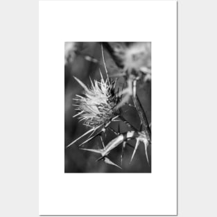 One seed head. Posters and Art